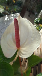 Close-up of flower against blurred background