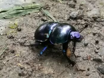 High angle view of insect on land