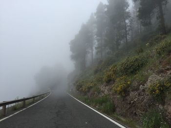 Road amidst trees against sky during foggy weather