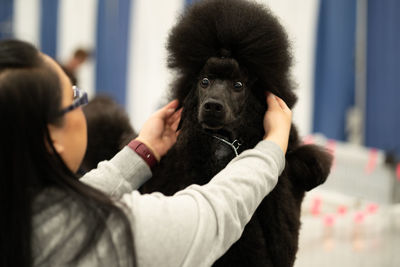 Poodle is being groomed by an animal groomer at a dog show