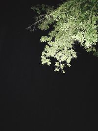 Close-up of flower tree against sky