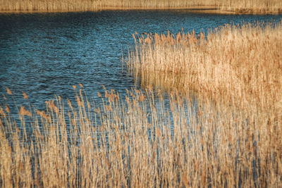 High angle view of grass by lake