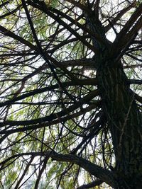 Low angle view of tree