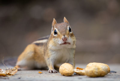 Close-up of rabbit eating food