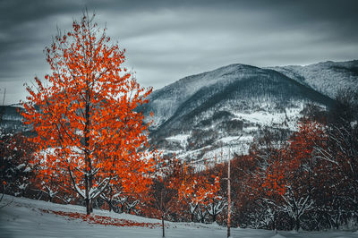 Autumn trees against sky during winter