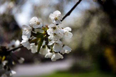 Close-up of white cherry blossom tree