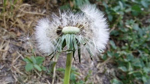 Close-up of dandelion