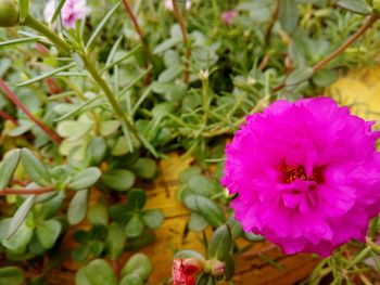Close-up of honey bee on flower blooming outdoors