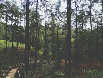 Trees in forest