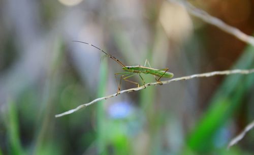 Close-up of insect on leaf