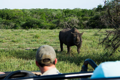 High angle view of a rhinocerus