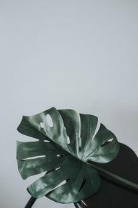 Close-up of flowering plant against white background