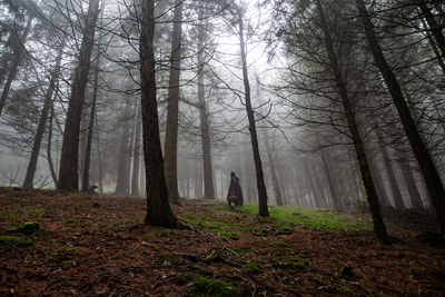 Trees in forest