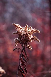 Close-up of wilted plant