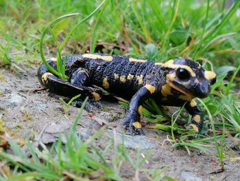 Close-up of lizard on field