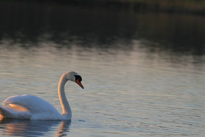 Close-up of swan swimming in lake