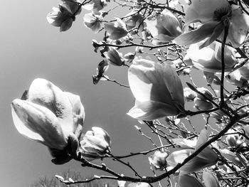 Close-up of white flowers blooming on tree