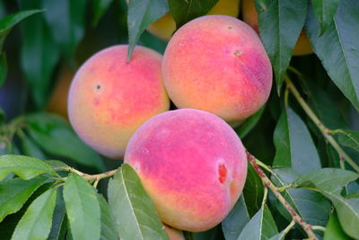 Close-up of apples on tree