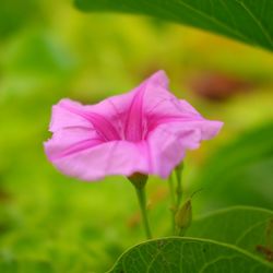 Close-up of pink flowering plant on field