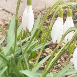 Close-up of white flowers