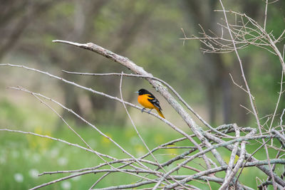 Perching male baltimore oriole