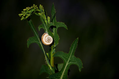 Close-up of snail shell on flowering plant