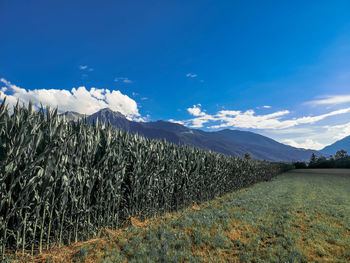 Scenic view of landscape against blue sky