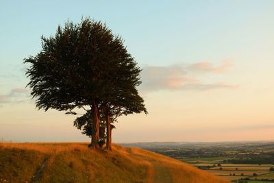 Tree on field against sky during sunset