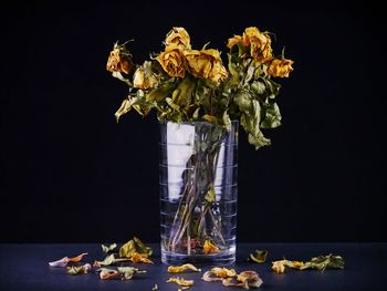 Close-up of wilted flower in vase against black background