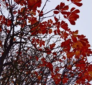 Low angle view of tree against sky