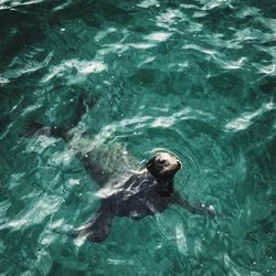 High angle view of turtle in swimming pool