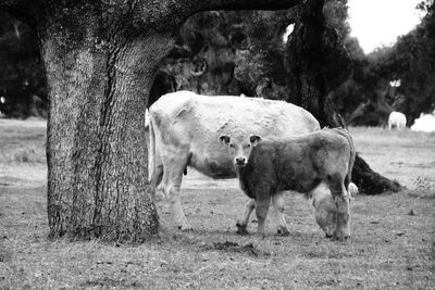 Cows on field