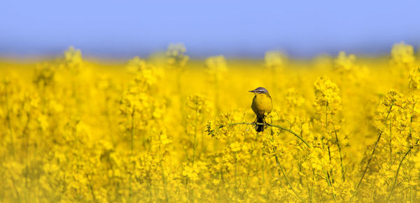 A western yellow wagtail sits in a flowering canola field