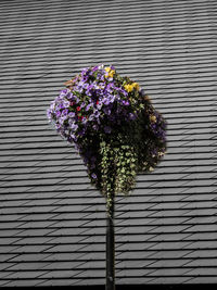 Close-up of purple flowering plant against brick wall