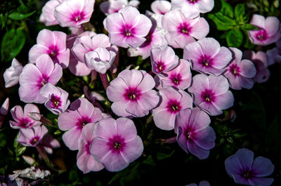 Close-up of pink flowering plants in park