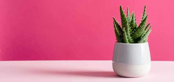 Close-up of potted plant on table against wall