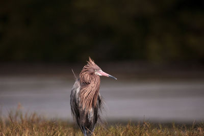 View of a bird perching on a field