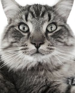 Close-up portrait of cat