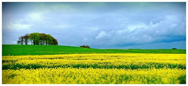 Scenic view of field against clear sky