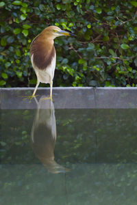 Close-up of bird perching on tree