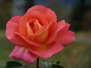 Close-up of flower blooming outdoors