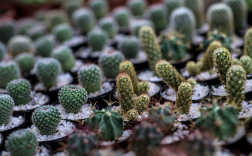 Close-up of plants