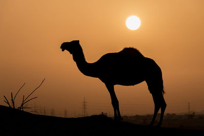 Silhouette of horse against sunset sky