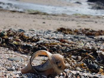 Close-up of shells on sand at beach