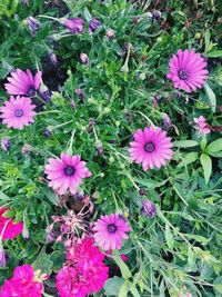 High angle view of purple flowers blooming on field