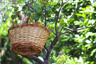 Low angle view of bird perching on plant