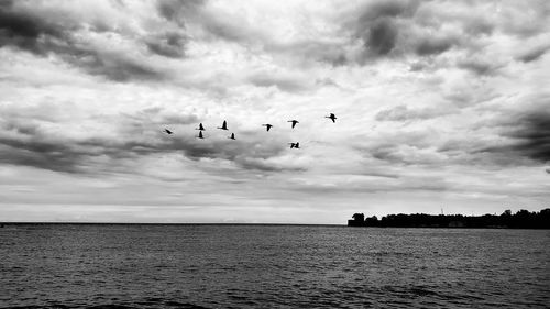 Silhouette birds flying over sea against sky