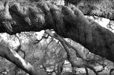 Close-up of lizard on rock formation