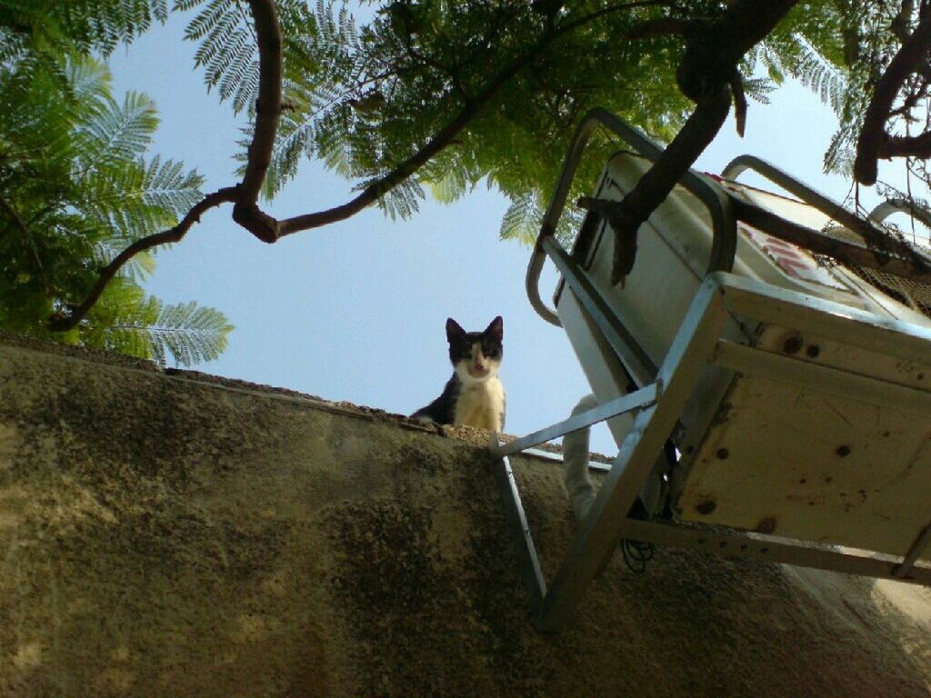 one animal, animal themes, pets, mammal, domestic animals, domestic cat, tree, cat, feline, low angle view, sitting, clear sky, built structure, building exterior, sunlight, architecture, no people, day, outdoors, house