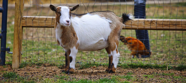 Sheep in a field